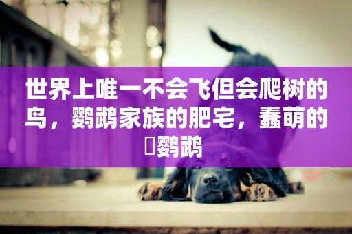 世界上唯一不會飛但會爬樹的鳥，鸚鵡家族的肥宅，蠢萌的鸮鸚鵡 