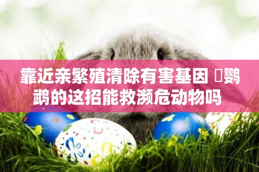 靠近親繁殖清除有害基因 鸮鸚鵡的這招能救瀕危動物嗎 