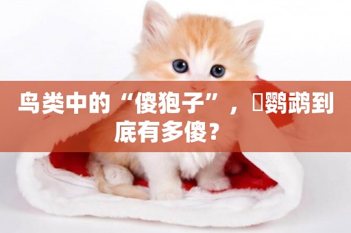 鳥類中的“傻狍子”，鸮鸚鵡到底有多傻？ 