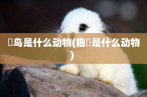 鸮鳥是什么動物(狍鸮是什么動物) 