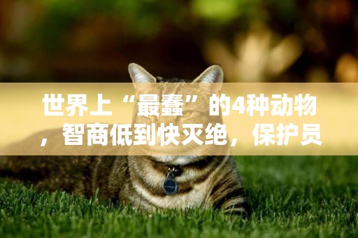 世界上“最蠢”的4種動物，智商低到快滅絕，保護員：我盡力了！ 