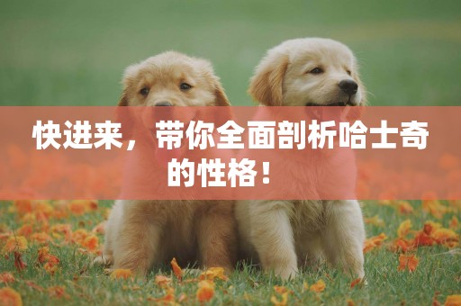 快進來，帶你全面剖析哈士奇的性格！ 