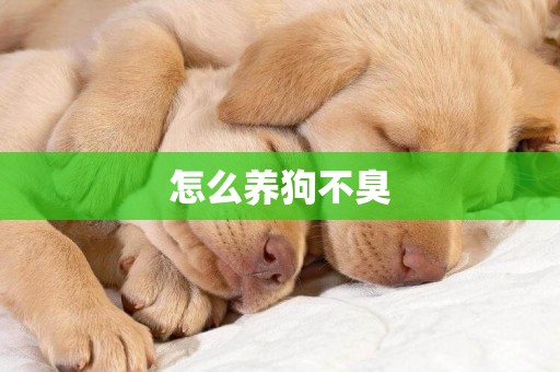 怎么養狗不臭
