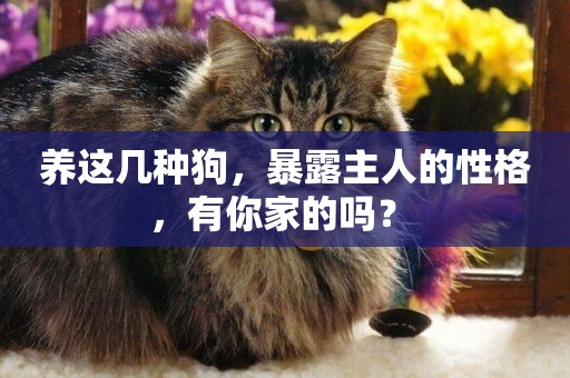養這幾種狗，暴露主人的性格，有你家的嗎？ 