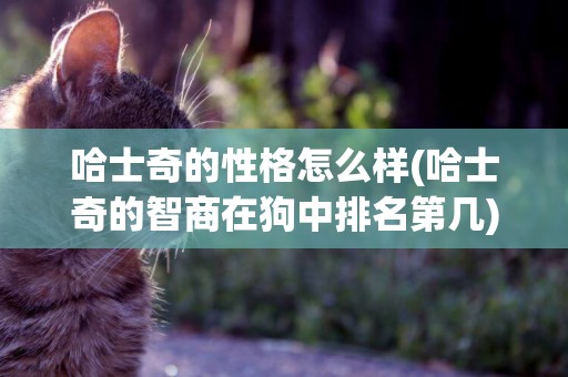 哈士奇的性格怎么樣(哈士奇的智商在狗中排名第幾) 