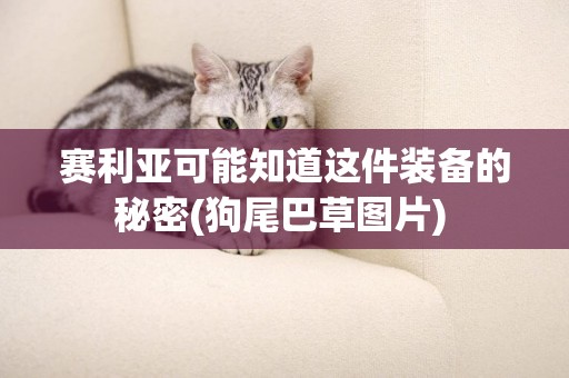 賽利亞可能知道這件裝備的秘密(狗尾巴草圖片) 
