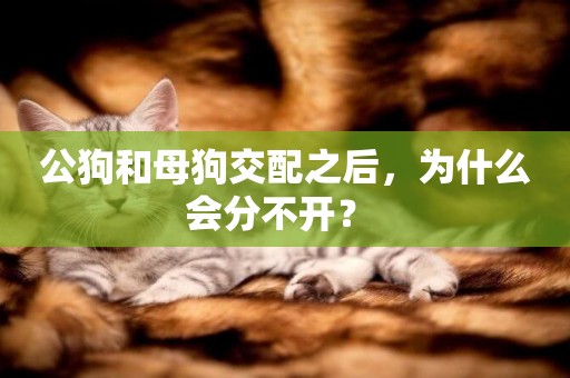 公狗和母狗交配之后，為什么會分不開？ 