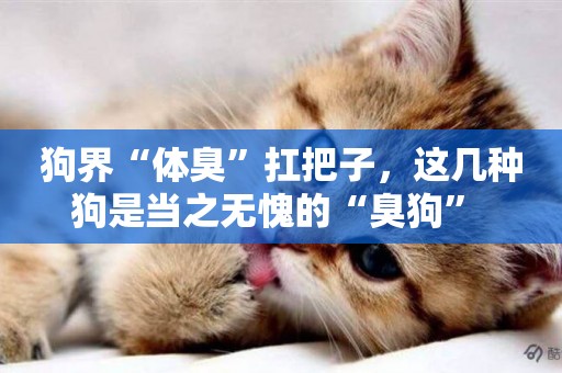 狗界“體臭”扛把子，這幾種狗是當之無愧的“臭狗” 