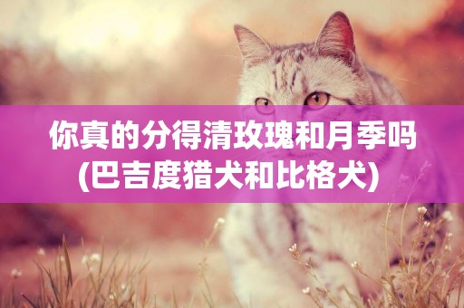 你真的分得清玫瑰和月季嗎(巴吉度獵犬和比格犬) 