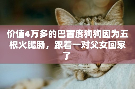 價值4萬多的巴吉度狗狗因為五根火腿腸，跟著一對父女回家了 
