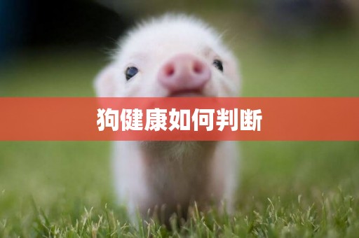 狗健康如何判斷