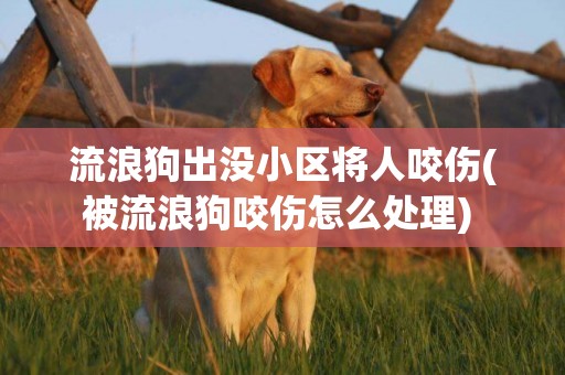 流浪狗出沒小區將人咬傷(被流浪狗咬傷怎么處理) 