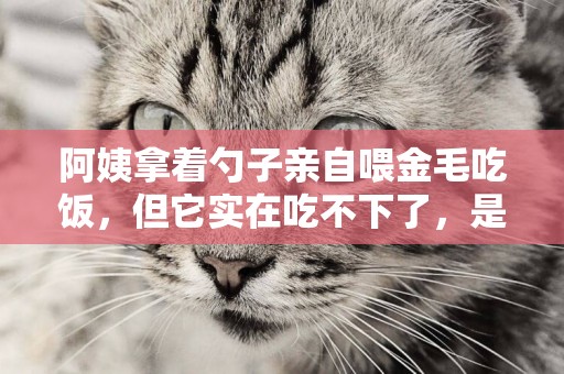 阿姨拿著勺子親自喂金毛吃飯，但它實在吃不下了，是邊吃邊吐啊 
