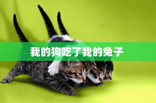 我的狗吃了我的兔子 