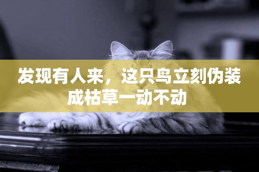 發現有人來，這只鳥立刻偽裝成枯草一動不動 