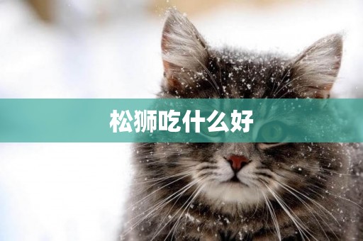 松獅吃什么好