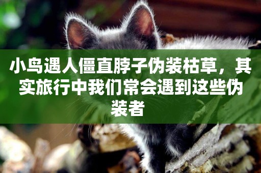 小鳥遇人僵直脖子偽裝枯草，其實旅行中我們常會遇到這些偽裝者 