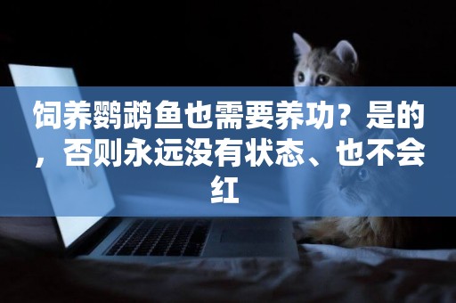 飼養鸚鵡魚也需要養功？是的，否則永遠沒有狀態、也不會紅 