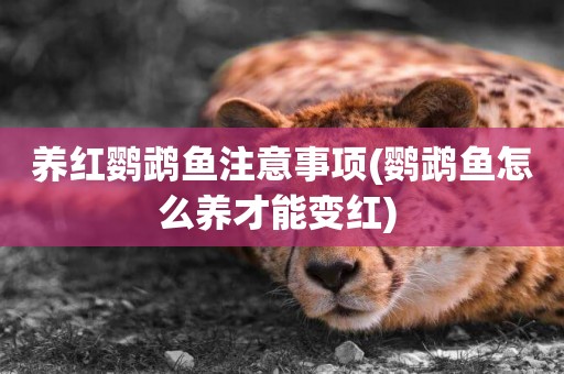 養紅鸚鵡魚注意事項(鸚鵡魚怎么養才能變紅) 