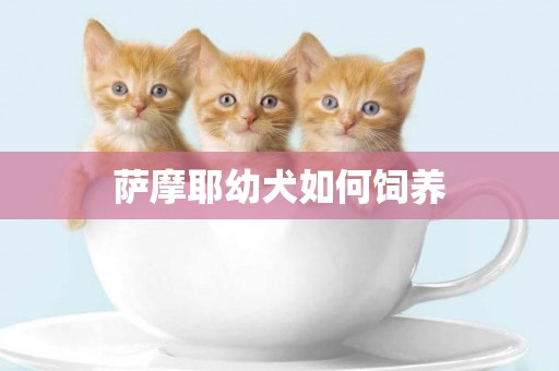 薩摩耶幼犬如何飼養