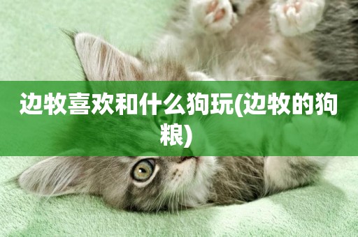 邊牧喜歡和什么狗玩(邊牧的狗糧) 