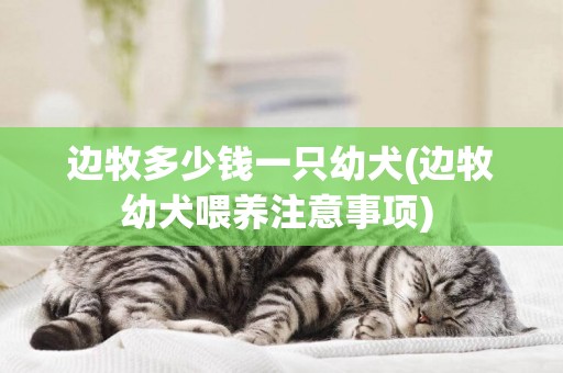 邊牧多少錢一只幼犬(邊牧幼犬喂養注意事項) 