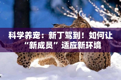 科學養寵：新丁駕到！如何讓“新成員”適應新環境 