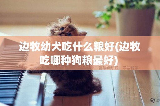 邊牧幼犬吃什么糧好(邊牧吃哪種狗糧最好) 