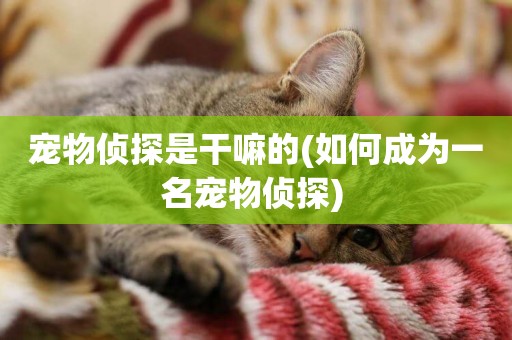 寵物偵探是干嘛的(如何成為一名寵物偵探) 