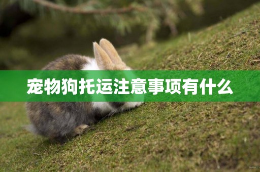 寵物狗托運注意事項有什么