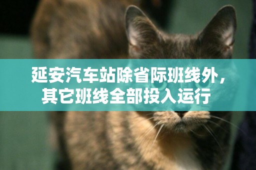 延安汽車站除省際班線外，其它班線全部投入運行 