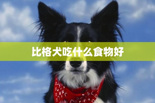 比格犬吃什么食物好