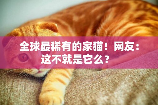 全球最稀有的家貓！網友：這不就是它么？ 
