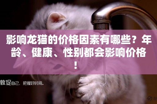 影響龍貓的價格因素有哪些？年齡、健康、性別都會影響價格！ 