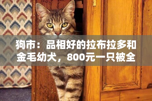 狗市：品相好的拉布拉多和金毛幼犬，800元一只被全部預訂！ 