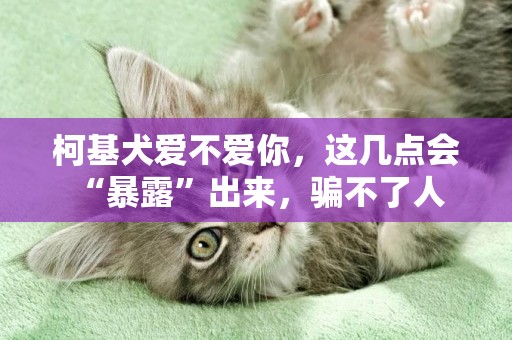 柯基犬愛不愛你，這幾點會“暴露”出來，騙不了人 