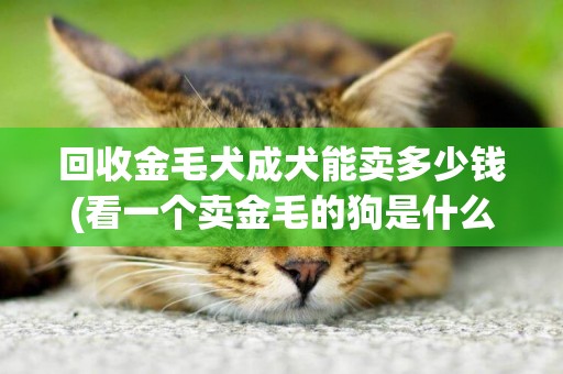 回收金毛犬成犬能賣多少錢(看一個賣金毛的狗是什么狗) 