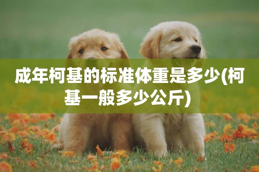 成年柯基的標準體重是多少(柯基一般多少公斤) 