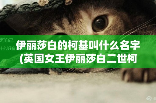 伊麗莎白的柯基叫什么名字(英國女王伊麗莎白二世柯基犬) 