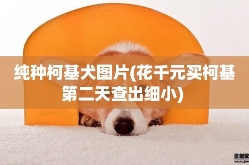 純種柯基犬圖片(花千元買柯基第二天查出細小) 