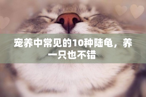 寵養中常見的10種陸龜，養一只也不錯 