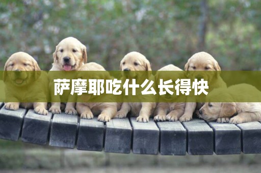 薩摩耶吃什么長得快
