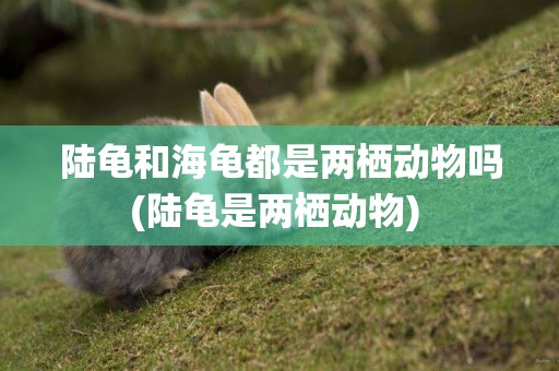陸龜和海龜都是兩棲動物嗎(陸龜是兩棲動物) 