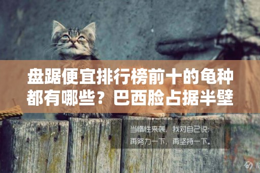 盤踞便宜排行榜前十的龜種都有哪些？巴西臉占據半壁江山 