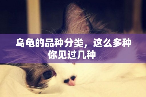 烏龜的品種分類，這么多種你見過幾種 