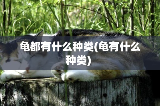龜都有什么種類(龜有什么種類) 