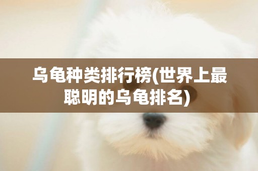 烏龜種類排行榜(世界上最聰明的烏龜排名) 