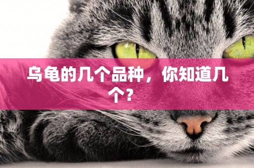烏龜的幾個品種，你知道幾個？ 