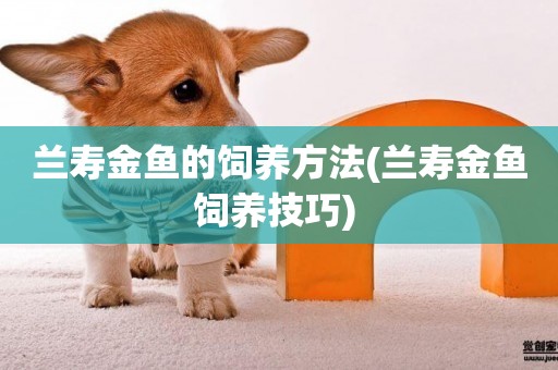 蘭壽金魚的飼養方法(蘭壽金魚飼養技巧) 