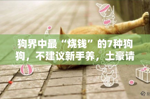 狗界中最“燒錢”的7種狗狗，不建議新手養，土豪請隨便 